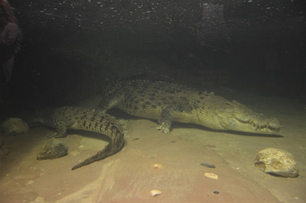 Foto - Türkiye’nin en büyük timsahı Üsküdar’da