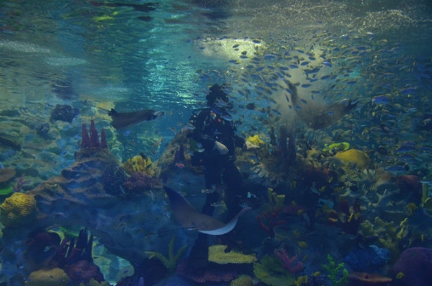 Foto - Türkiye’nin en büyük timsahı Üsküdar’da