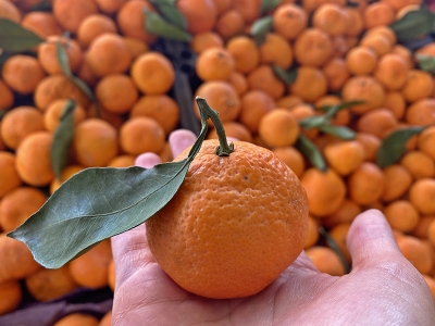 Foto - Türkiye'nin en çok Rusya'ya sattığı portakal ve mandalinada büyük endişe! 33 ülkede görüldü, Kıbrıs'a kadar geldi