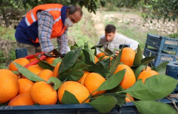 Foto - Türkiye'nin en çok Rusya'ya sattığı portakal ve mandalinada büyük endişe! 33 ülkede görüldü, Kıbrıs'a kadar geldi