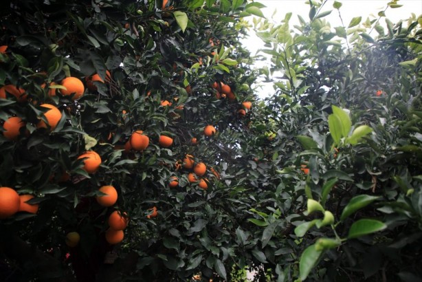 Foto - Türkiye'nin en çok Rusya'ya sattığı portakal ve mandalinada büyük endişe! 33 ülkede görüldü, Kıbrıs'a kadar geldi