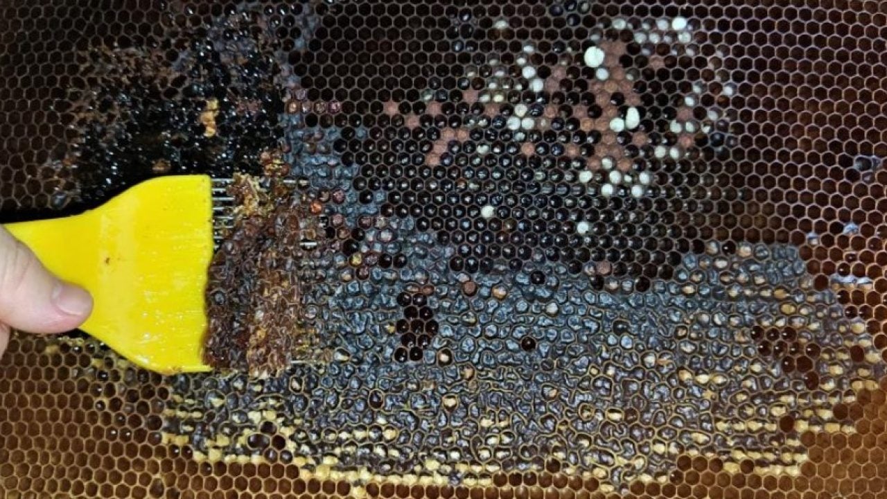 Foto - Türkiye’nin en fazla bal üreten ilinde bereketli tablo! 17 bin ton bal üretildi