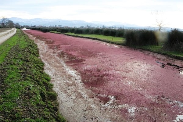 Foto - Türkiye'nin en önemli deltası bu hale geldi! Herkes şaşkın neler oluyor böyle?