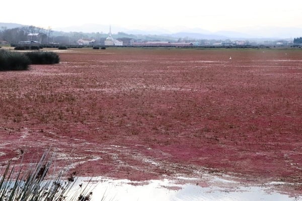 Foto - Türkiye'nin en önemli deltası bu hale geldi! Herkes şaşkın neler oluyor böyle?