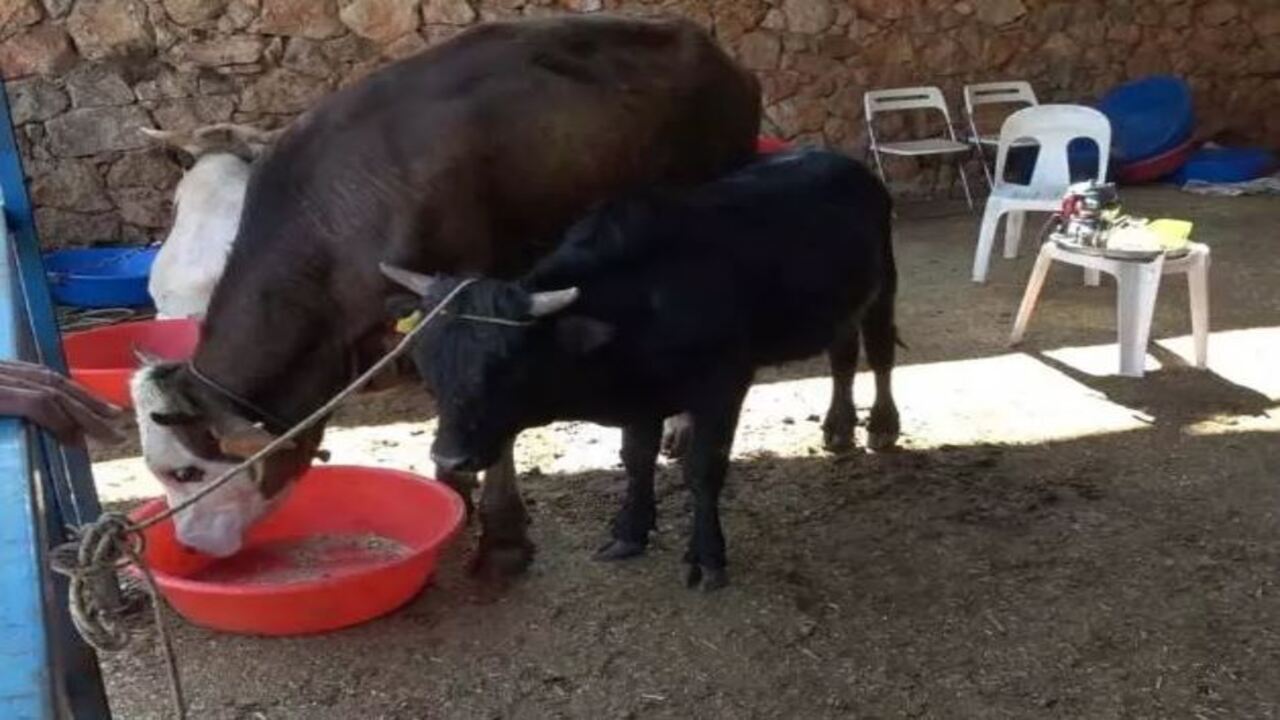 Foto - Türkiye'nin en pahalı kurbanlığı rekor paraya satıldı: Fiyatı dudak uçuklattı! 