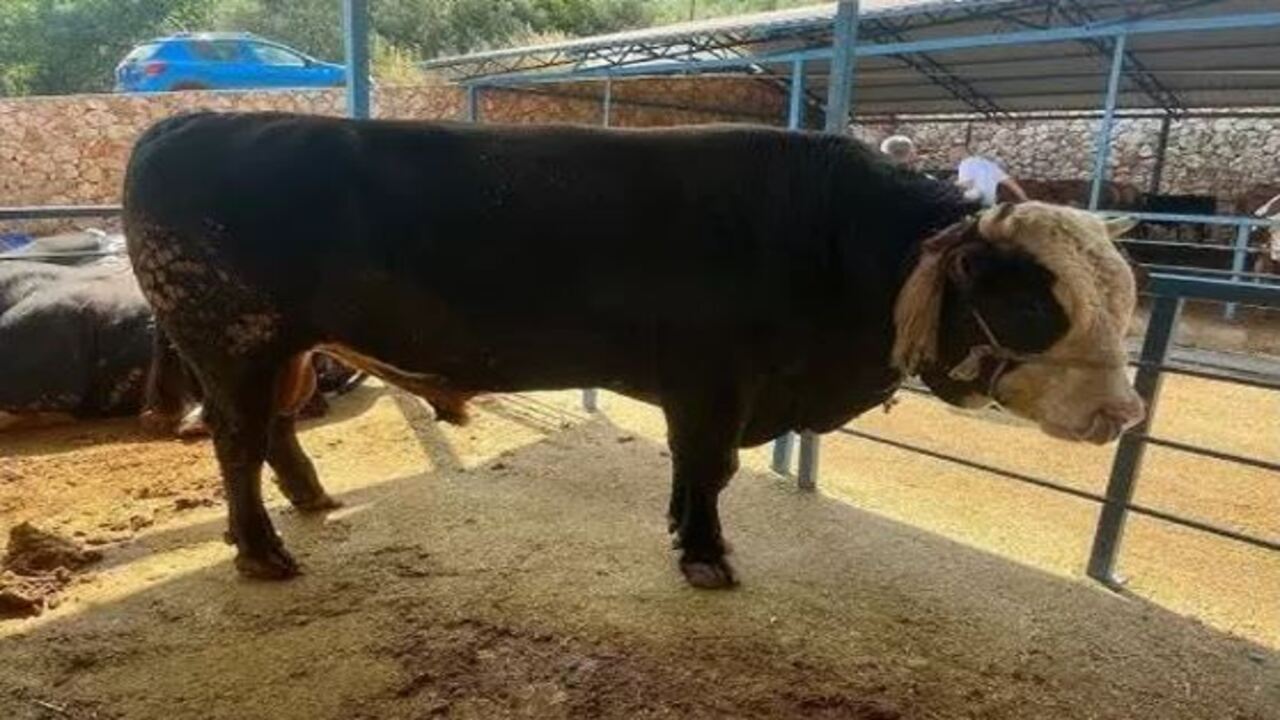 Foto - Türkiye'nin en pahalı kurbanlığı rekor paraya satıldı: Fiyatı dudak uçuklattı! 