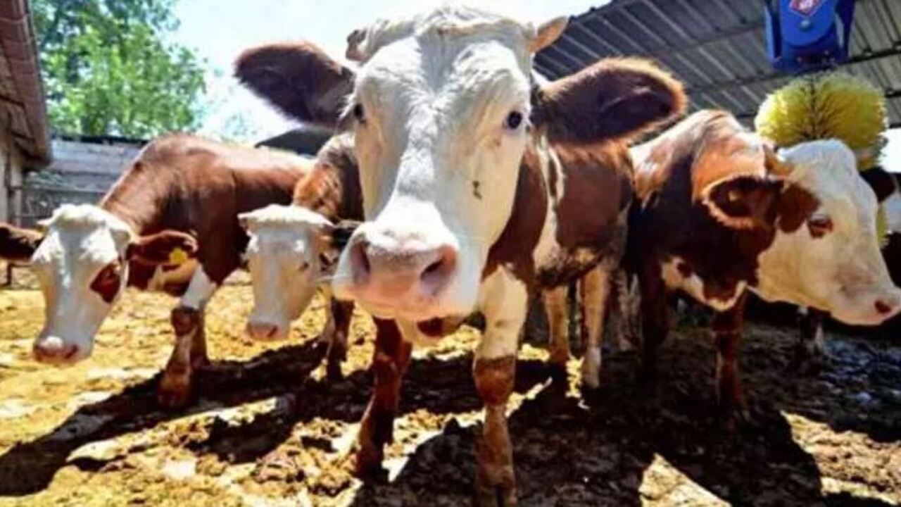 Foto - Türkiye'nin en pahalı kurbanlığı rekor paraya satıldı: Fiyatı dudak uçuklattı! 