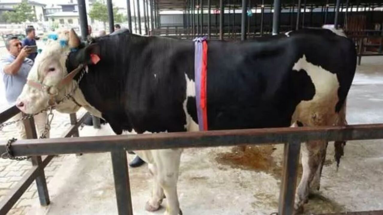 Foto - Türkiye'nin en pahalı kurbanlığı rekor paraya satıldı: Fiyatı dudak uçuklattı! 