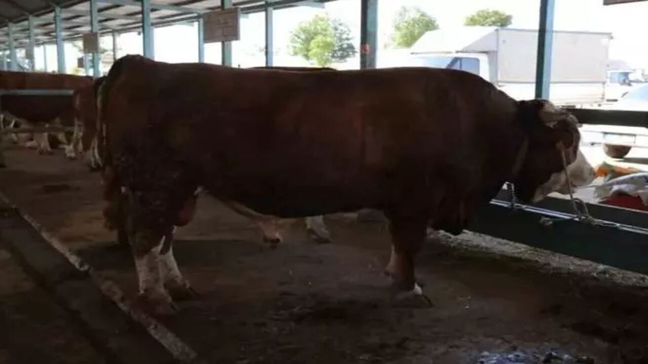 Foto - Türkiye'nin en pahalı kurbanlığı rekor paraya satıldı: Fiyatı dudak uçuklattı! 