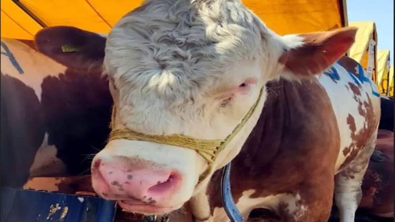 Foto - Türkiye'nin en pahalı kurbanlığı rekor paraya satıldı: Fiyatı dudak uçuklattı! 