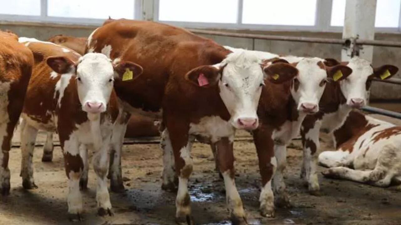 Foto - Türkiye'nin en pahalı kurbanlığı rekor paraya satıldı: Fiyatı dudak uçuklattı! 