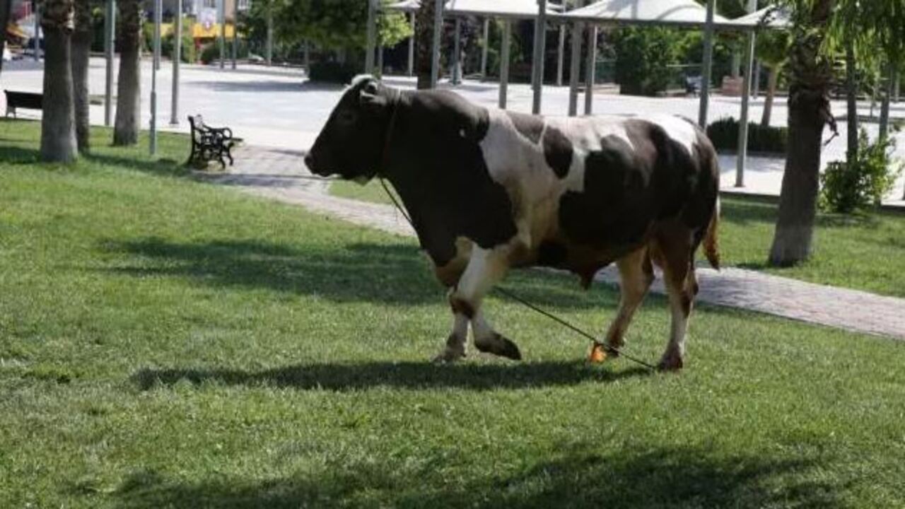 Foto - Türkiye'nin en pahalı kurbanlığı rekor paraya satıldı: Fiyatı dudak uçuklattı! 