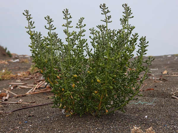 Foto - Türkiye'nin en uzun kumsalı! 