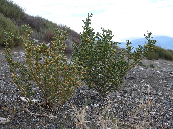 Türkiye'nin en uzun kumsalı! 