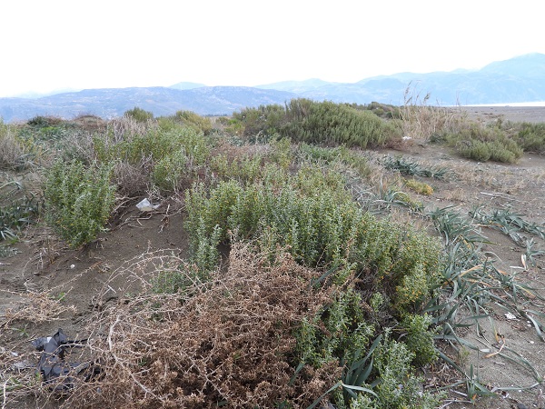 Foto - Türkiye'nin en uzun kumsalı! 