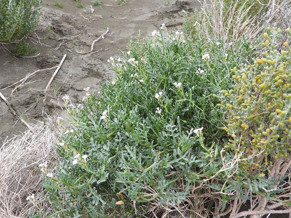 Foto - Türkiye'nin en uzun kumsalı! 