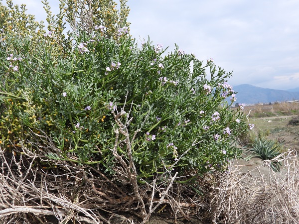 Foto - Türkiye'nin en uzun kumsalı! 