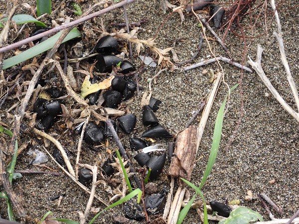 Foto - Türkiye'nin en uzun kumsalı! 