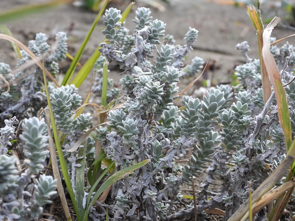 Foto - Türkiye'nin en uzun kumsalı! 