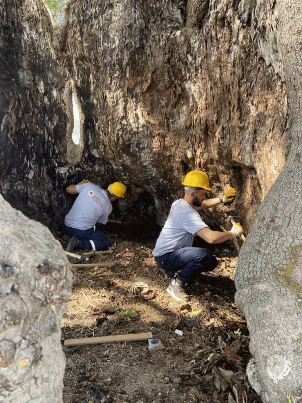 Foto - Türkiye'nin en yaşlısı o... Tam 4117 yaşında!
