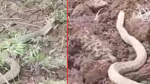 Foto - Türkiye'nin en zehirli yılanı! Dev yılanı görenler kapıdan dışarıya adım atamadı! Isırığı büyük faciaya neden oluyor