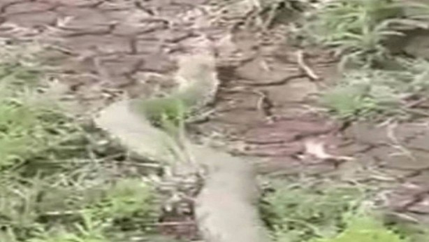 Foto - Türkiye'nin en zehirli yılanı! Dev yılanı görenler kapıdan dışarıya adım atamadı! Isırığı büyük faciaya neden oluyor