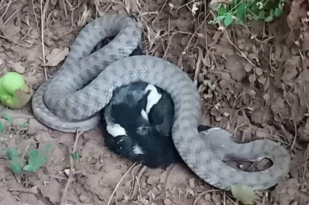 Foto - Türkiye'nin en zehirli yılanı yakaladığı kargayı böyle yedi