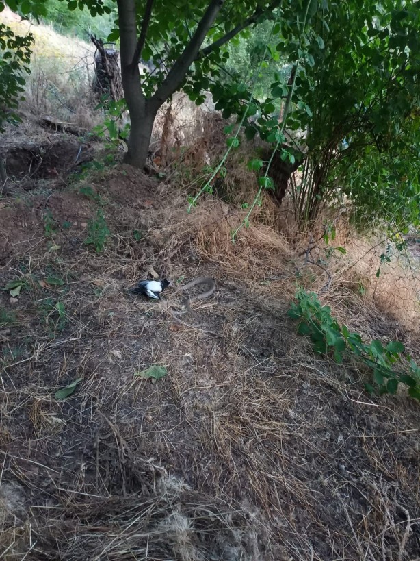 Foto - Türkiye'nin en zehirli yılanı yakaladığı kargayı böyle yedi