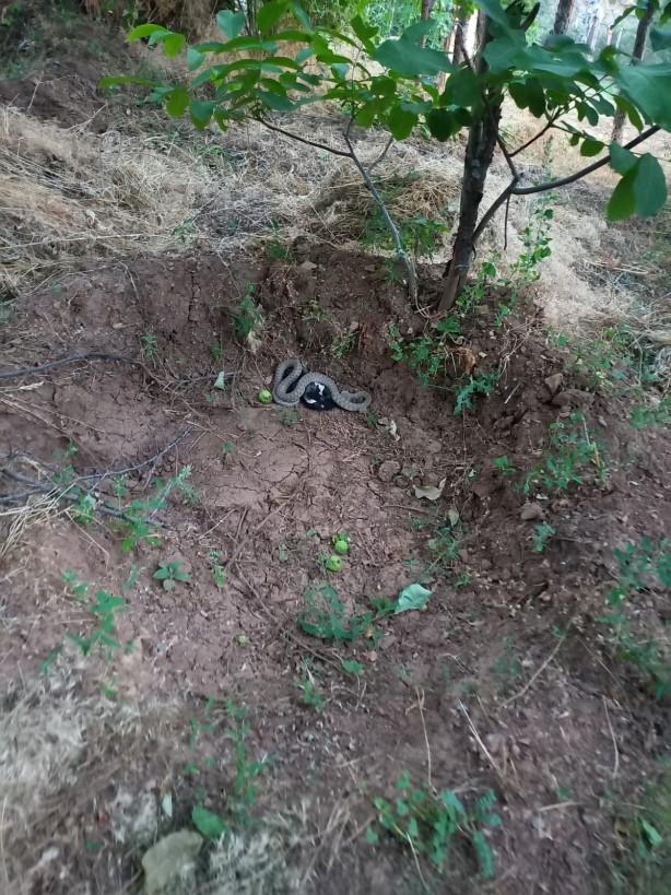 Foto - Türkiye'nin en zehirli yılanı yakaladığı kargayı böyle yedi