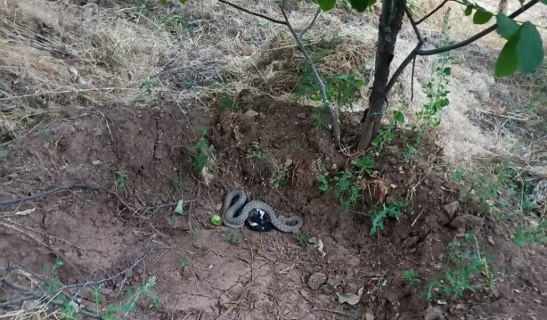 Foto - Türkiye'nin en zehirli yılanı yakaladığı kargayı böyle yedi