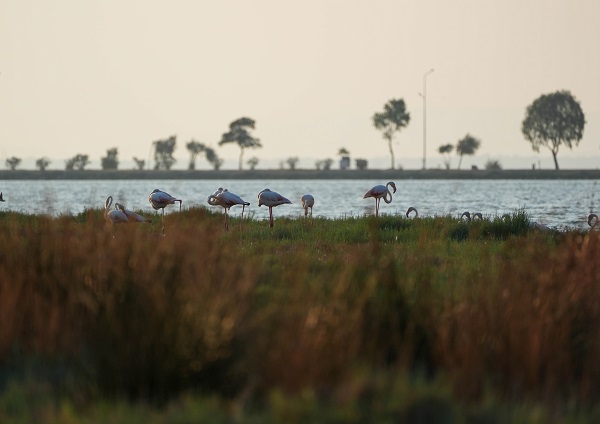 Foto - Türkiye’nin gizli cenneti: Çakalburnu Lagünü