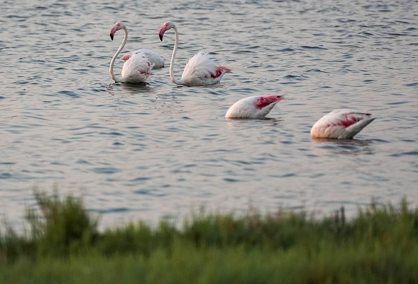 Foto - Türkiye’nin gizli cenneti: Çakalburnu Lagünü