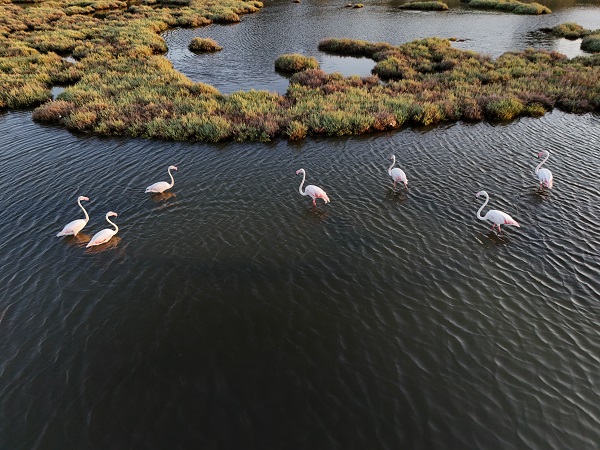 Foto - Türkiye’nin gizli cenneti: Çakalburnu Lagünü