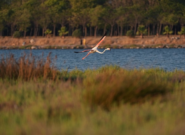 Foto - Türkiye’nin gizli cenneti: Çakalburnu Lagünü