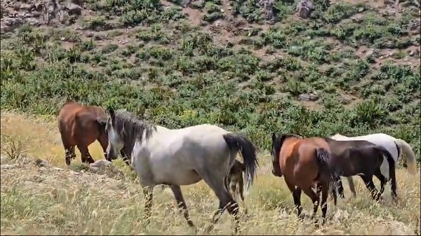 Foto - Türkiye'nin gizli cenneti: Zoveser Dağı