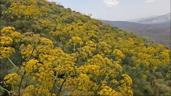Türkiye'nin gizli cenneti: Zoveser Dağı