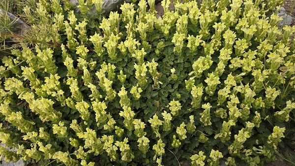 Foto - Türkiye'nin gizli cenneti: Zoveser Dağı