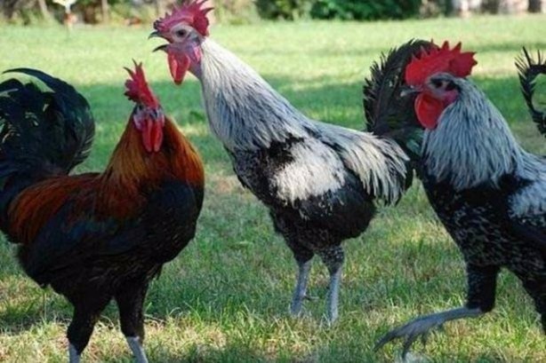 Foto - Türkiye'nin hangi ili neyiyle tanınıyor?