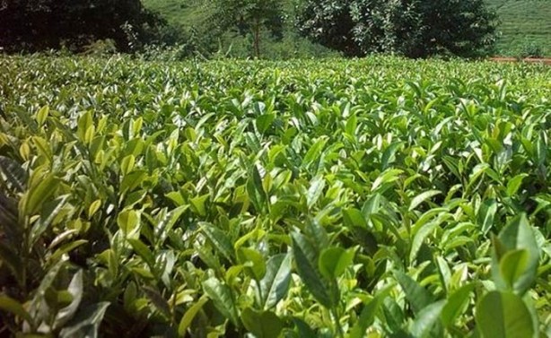 Foto - Türkiye'nin hangi ili neyiyle tanınıyor?