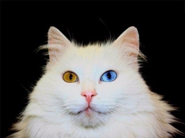 Foto - Türkiye'nin hangi ili neyiyle tanınıyor?