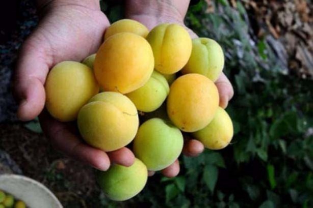 Foto - Türkiye'nin hangi ili neyiyle tanınıyor?