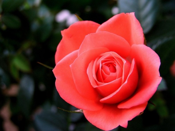 Foto - Türkiye'nin hangi ili neyiyle tanınıyor?