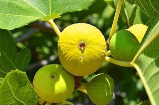 Foto - Türkiye'nin hangi ili neyiyle tanınıyor?