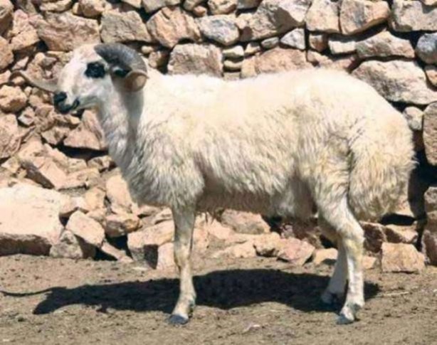 Foto - Türkiye'nin hangi ili neyiyle tanınıyor?