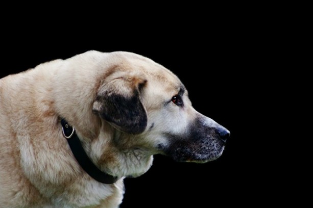 Foto - Türkiye'nin hangi ili neyiyle tanınıyor?