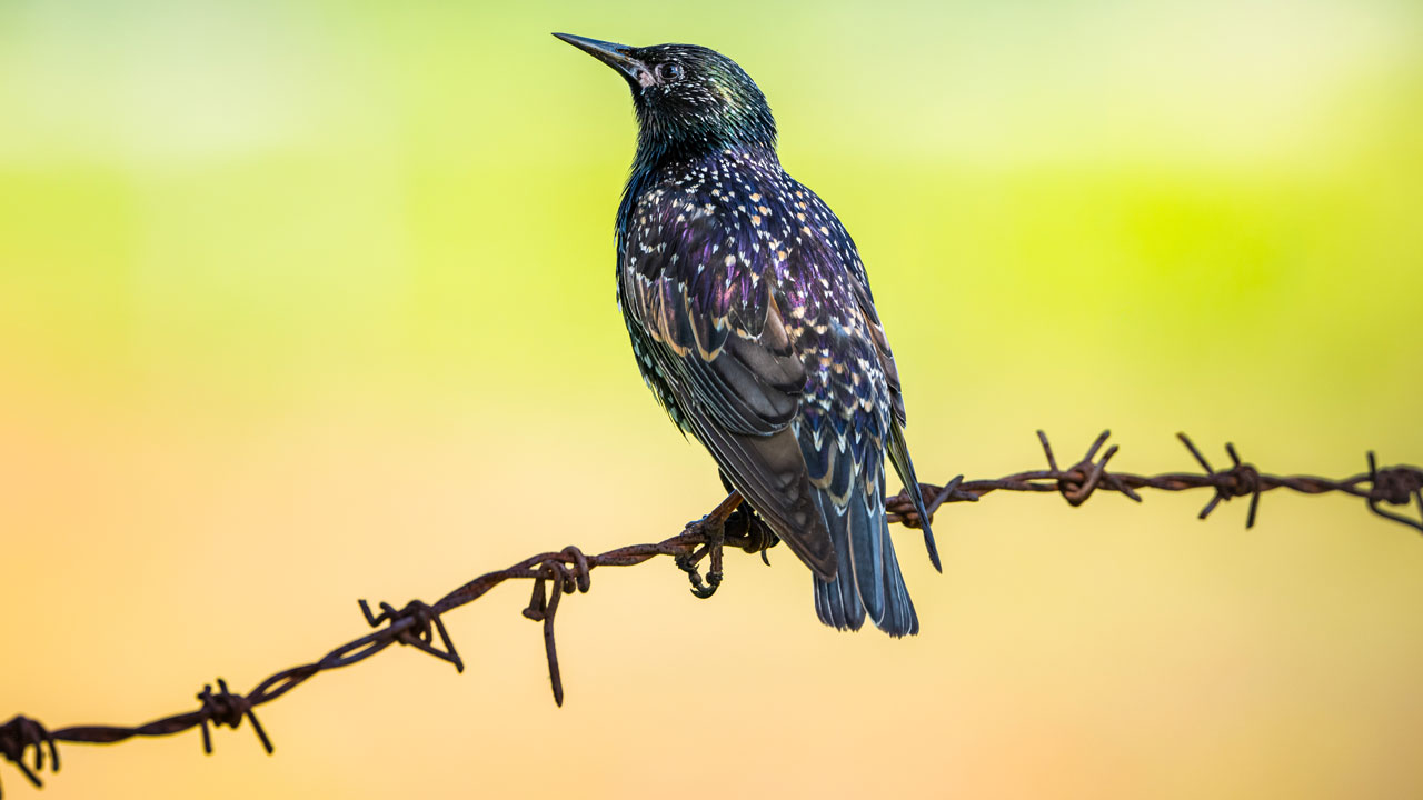 Türkiye’nin hazinesi! Ormanların sessiz misafirleri 