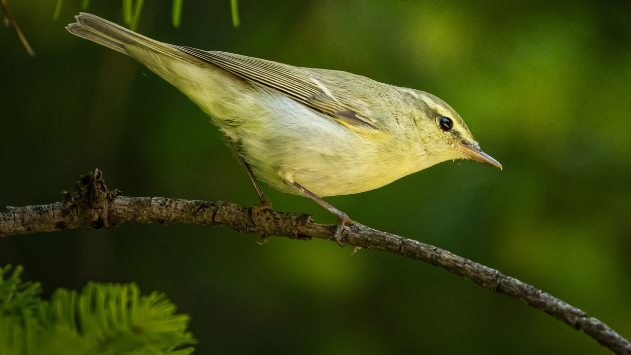 Foto - Türkiye’nin hazinesi! Ormanların sessiz misafirleri 