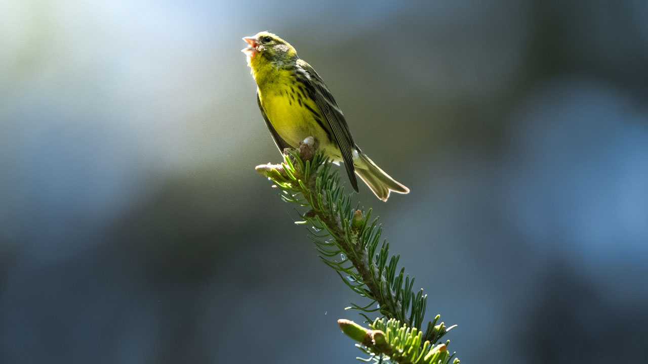 Foto - Türkiye’nin hazinesi! Ormanların sessiz misafirleri 