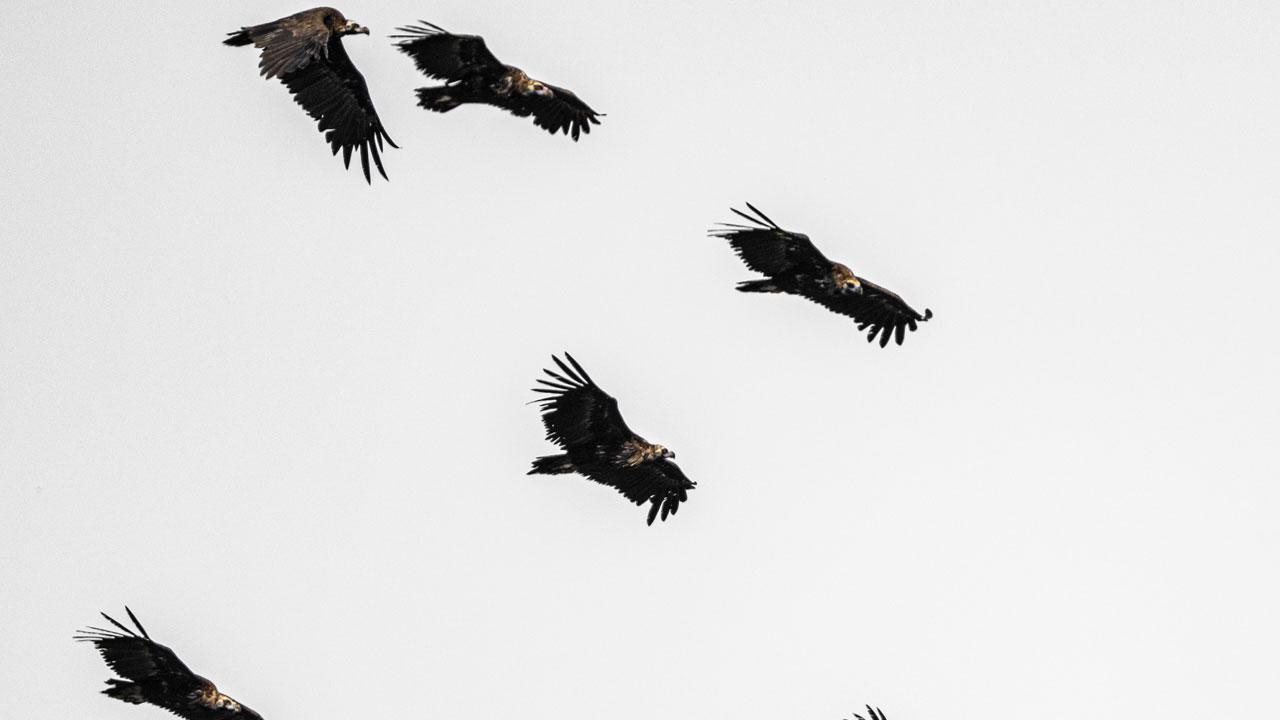 Foto - Türkiye’nin hazinesi! Ormanların sessiz misafirleri 