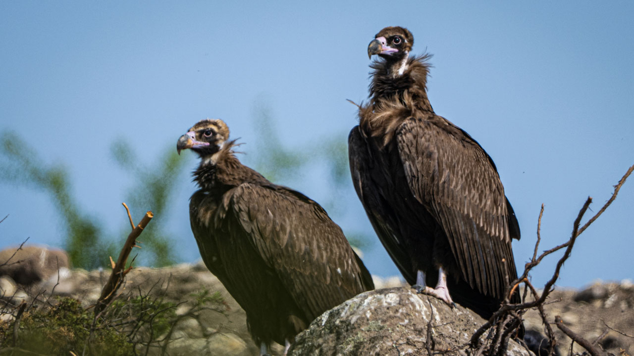 Foto - Türkiye’nin hazinesi! Ormanların sessiz misafirleri 